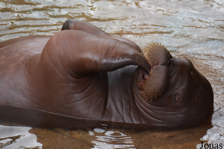 Odobenus rosmarus divergens