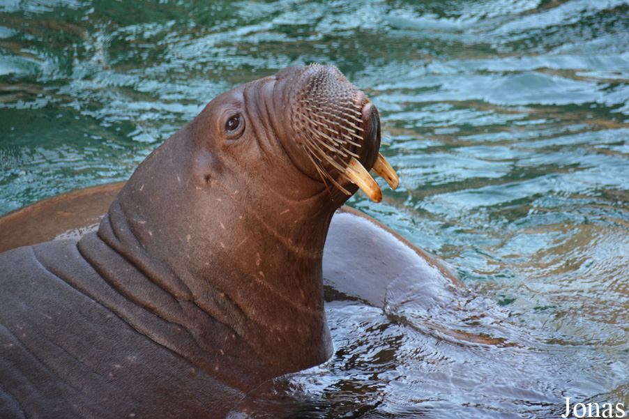 Odobenus rosmarus divergens