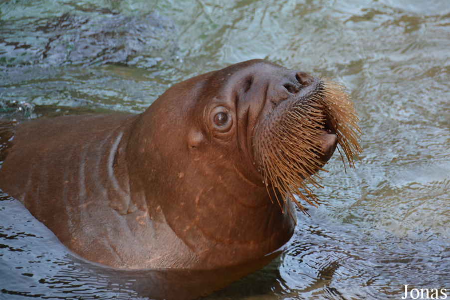 Odobenus rosmarus divergens