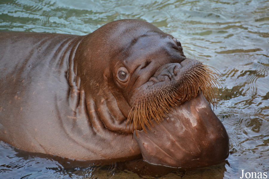 Odobenus rosmarus divergens