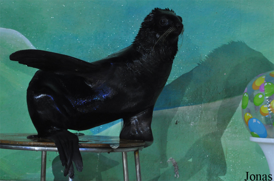 Callorhinus ursinus