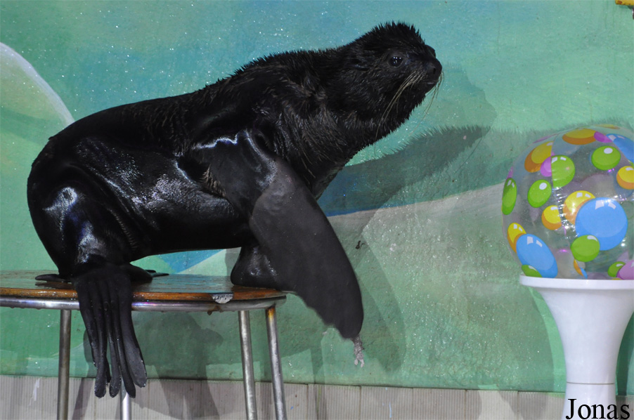 Callorhinus ursinus