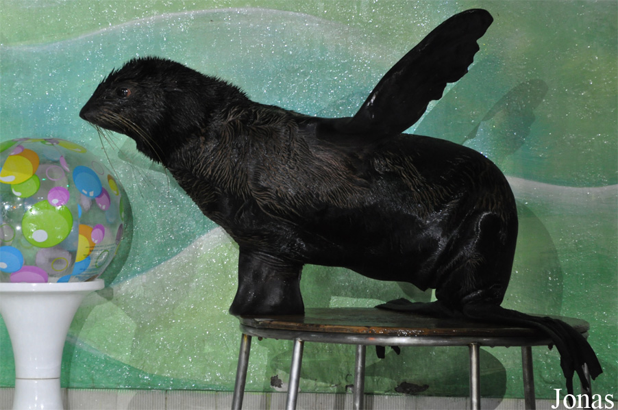 Callorhinus ursinus