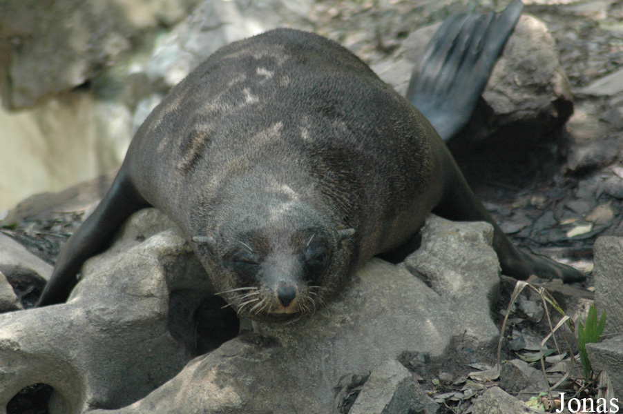 Callorhinus ursinus