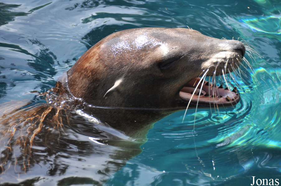 Zalophus californianus