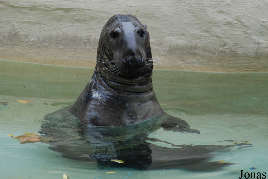 Halichoerus grypus