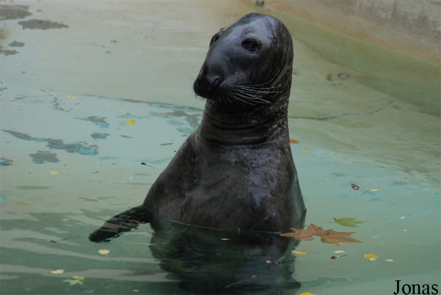 Halichoerus grypus