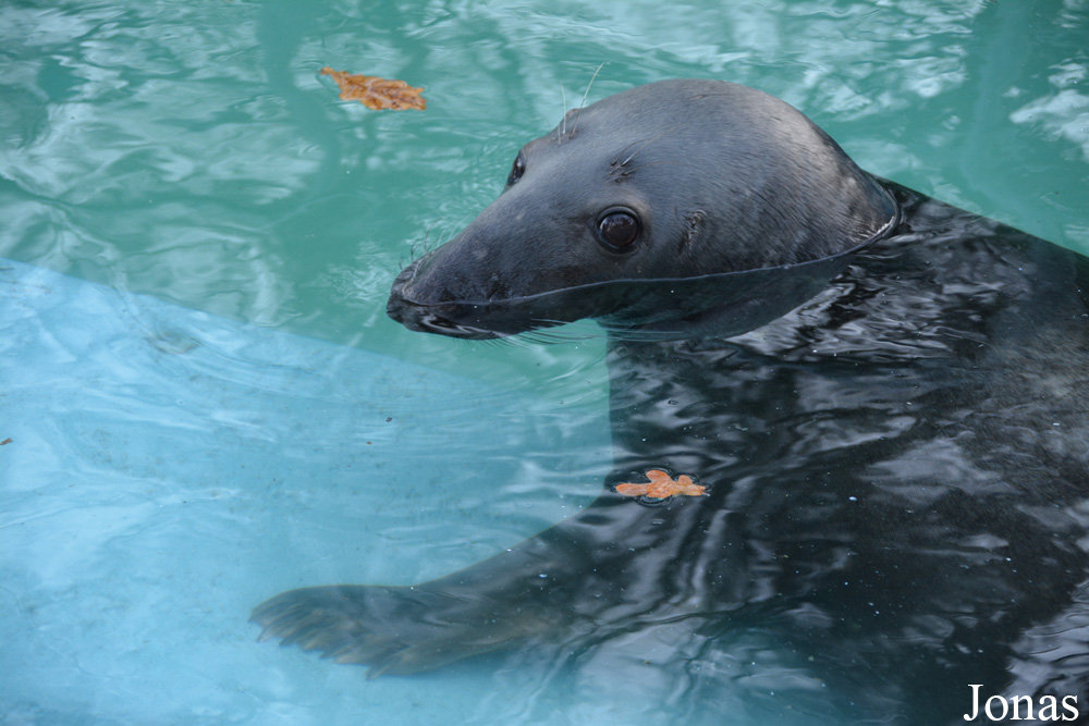 Halichoerus grypus macrorhynchus