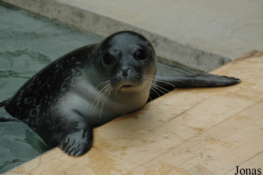 Phoca vitulina