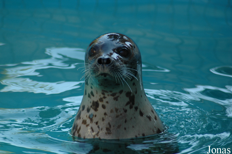 Phoca vitulina