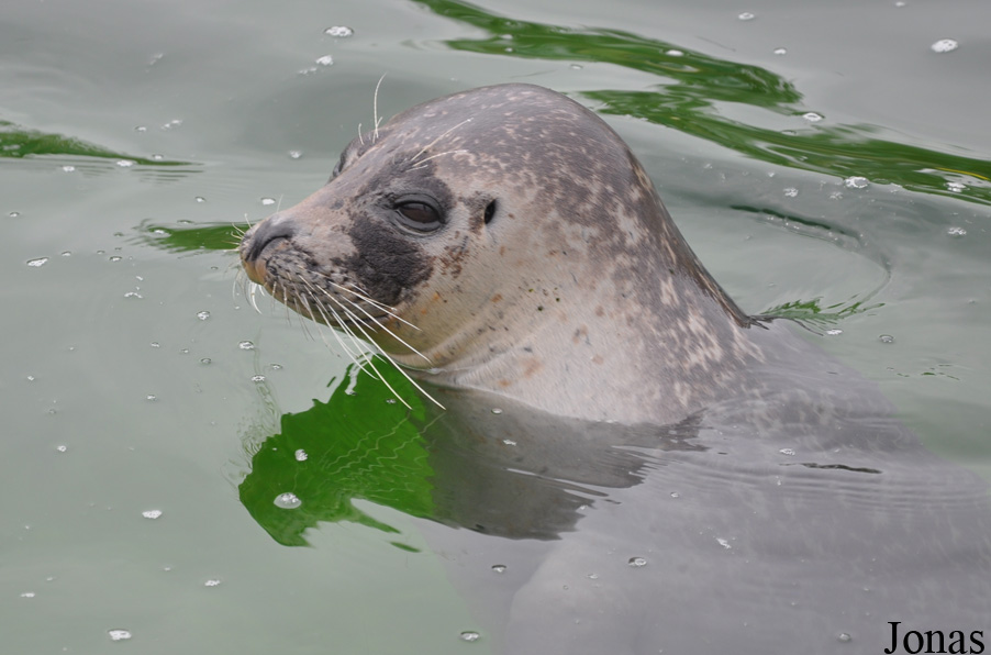 Phoca vitulina