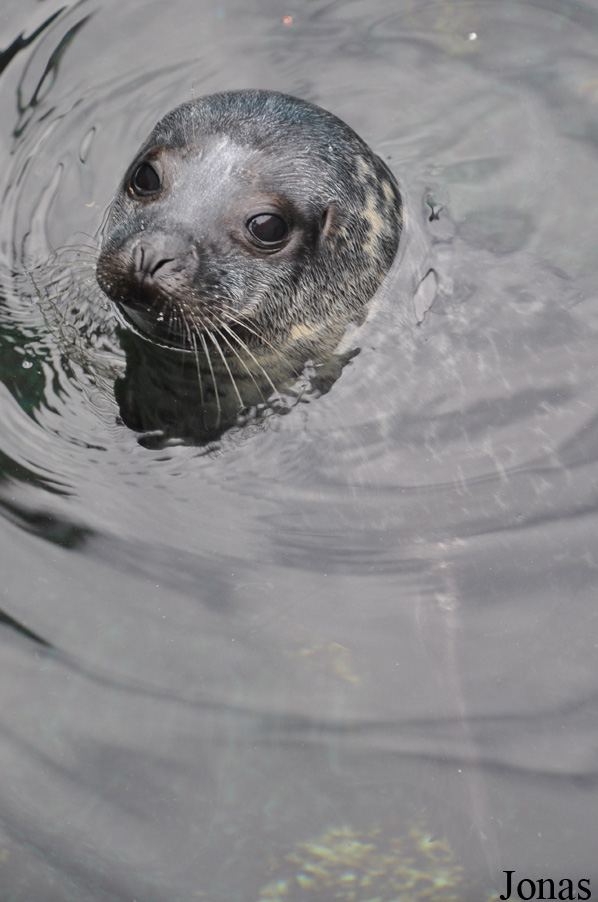 Phoca vitulina vitulina