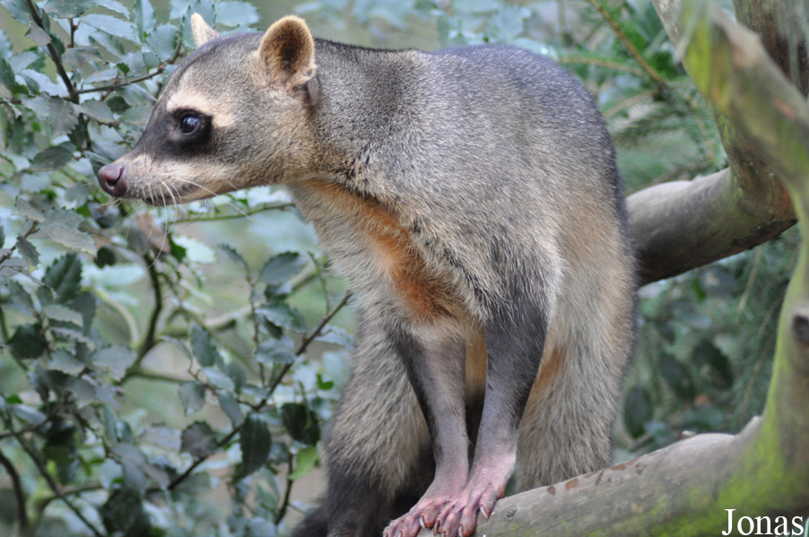 Procyon cancrivorus
