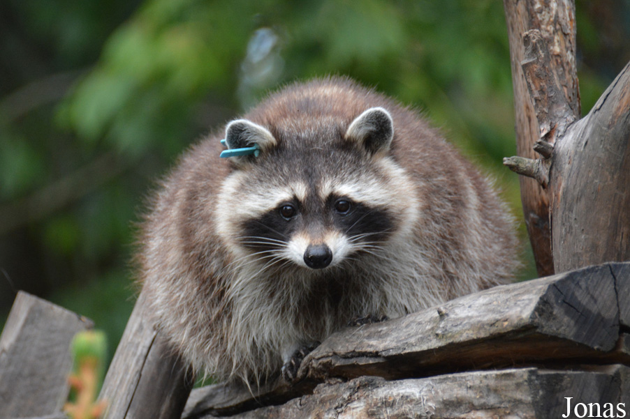 Procyon lotor