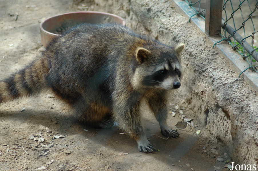 Procyon lotor