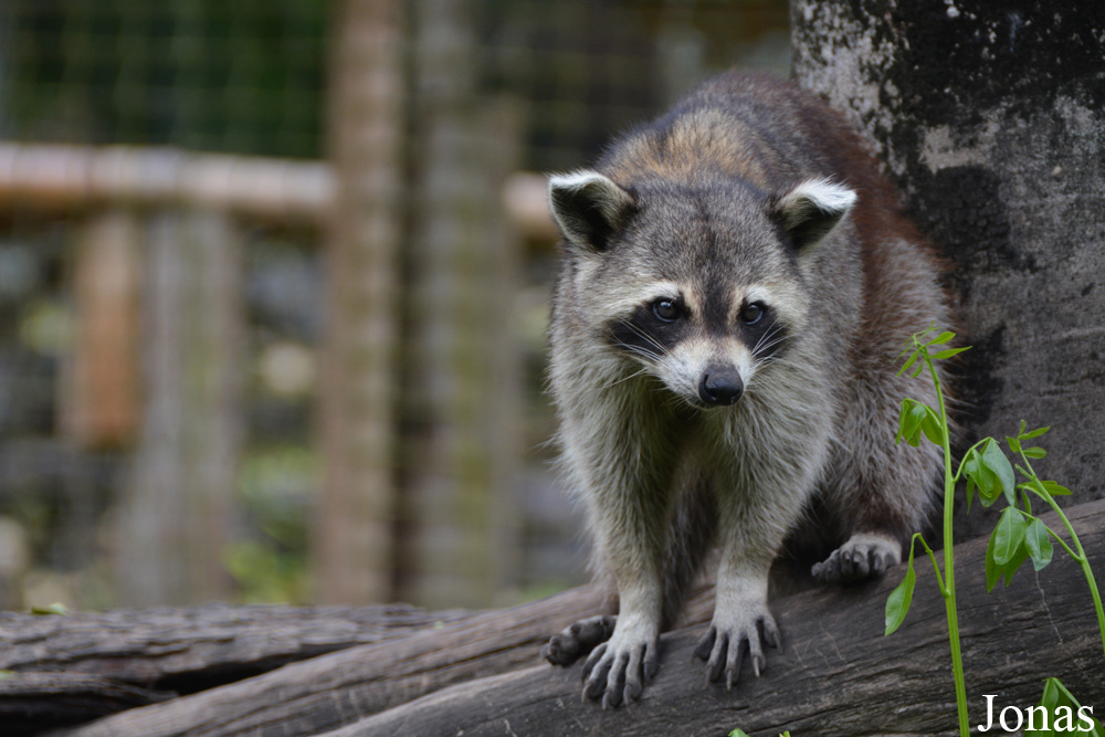 Procyon lotor