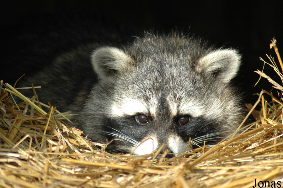 Procyon lotor