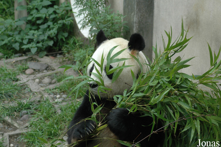 Ailuropoda melanoleuca