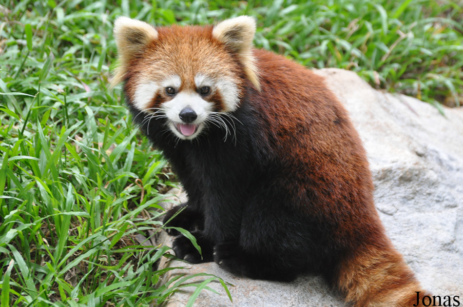 Ailurus fulgens styani