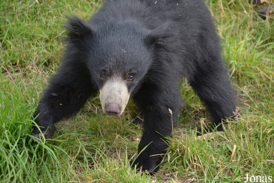 Melursus ursinus ursinus