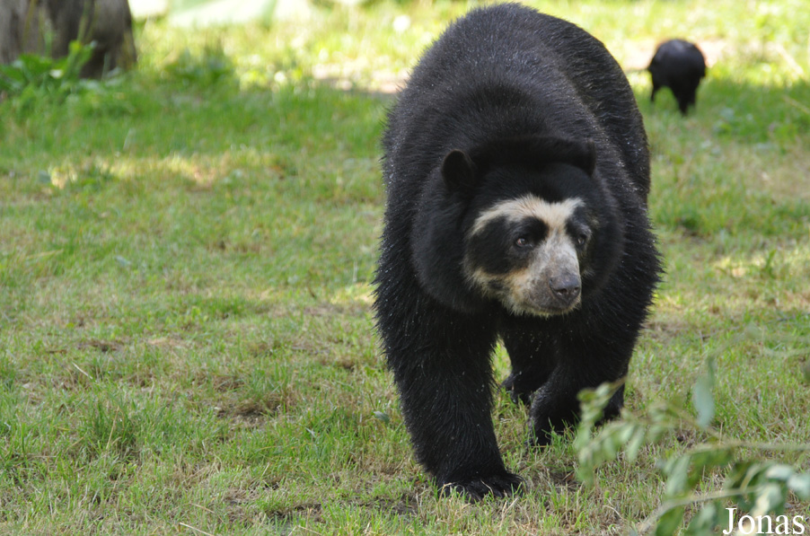 Tremarctos ornatus