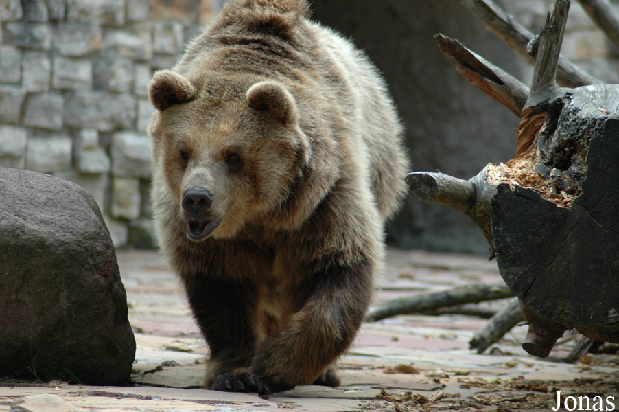 Ursus arctos