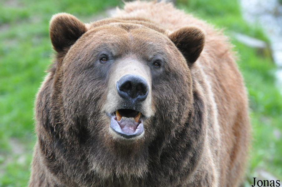 Ursus arctos
