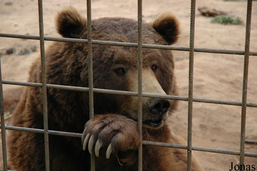 Ursus arctos