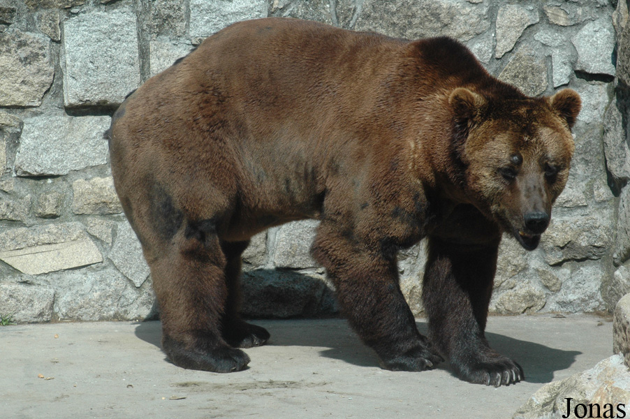 Ursus arctos