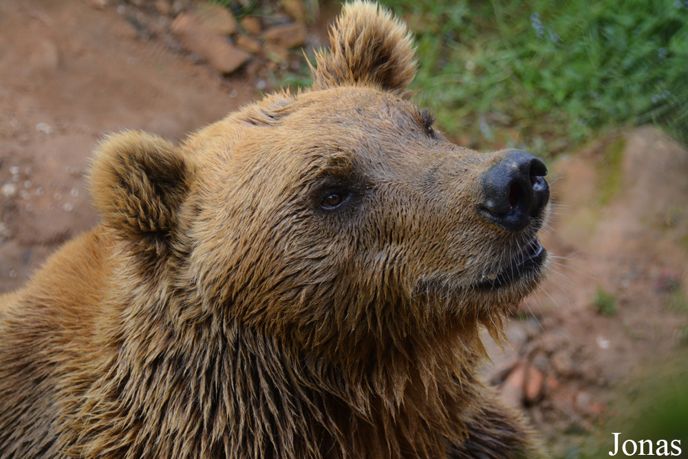 Ursus arctos