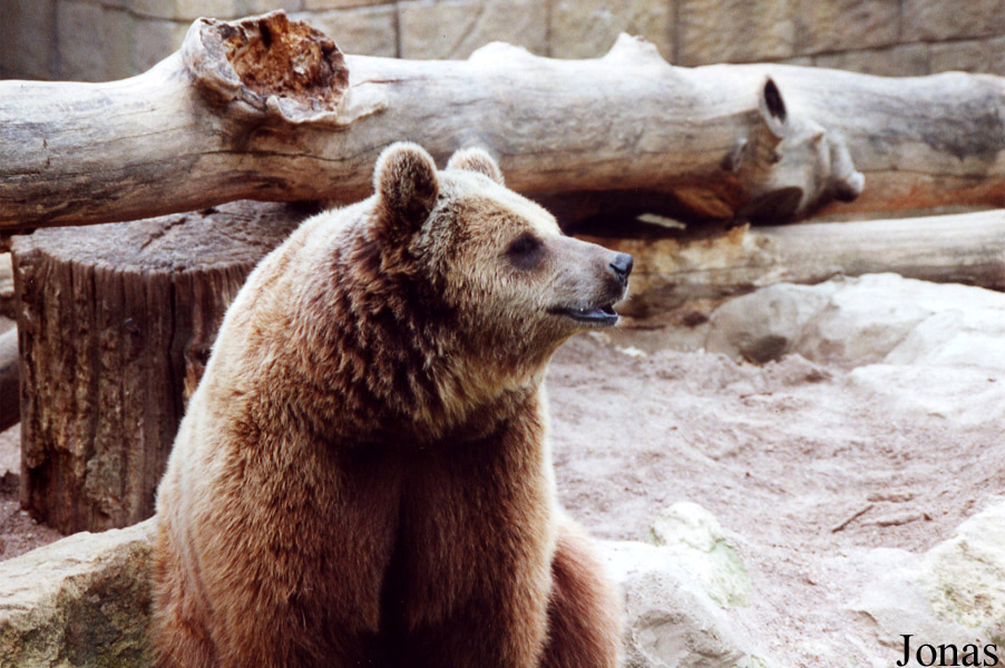 Ursus arctos