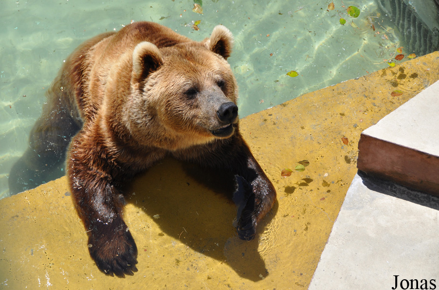 Ursus arctos