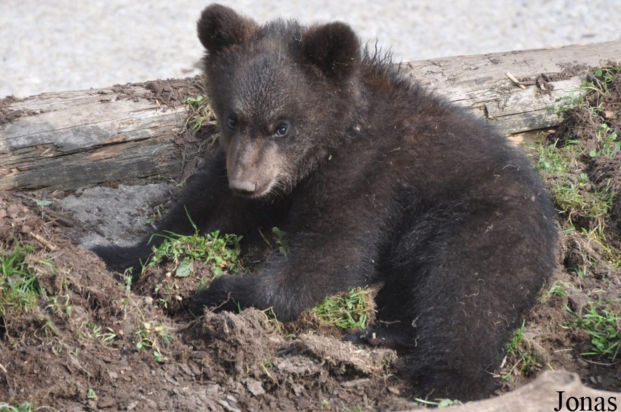 Ursus arctos