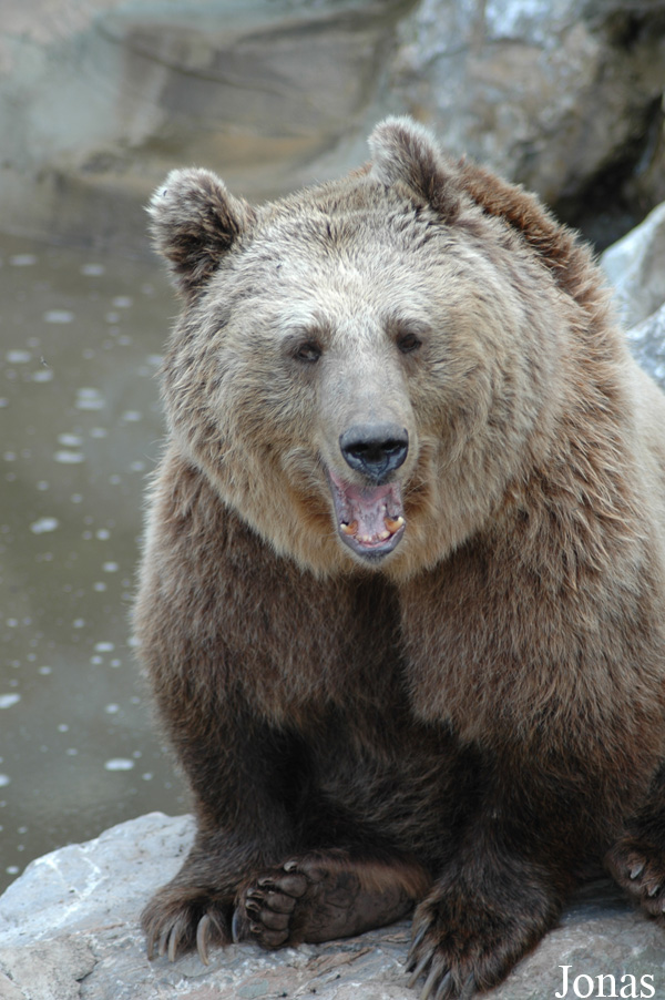 Ursus arctos