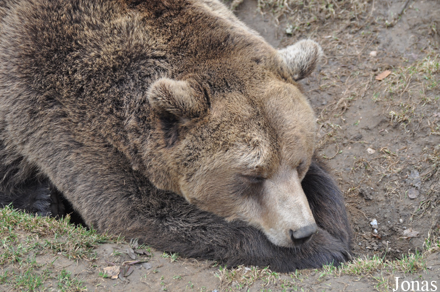 Ursus arctos arctos