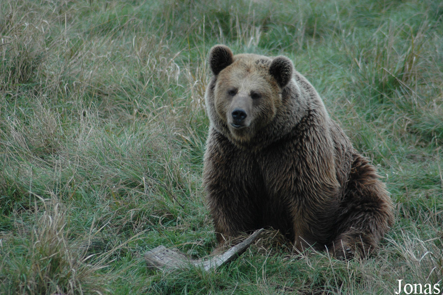 Ursus arctos arctos