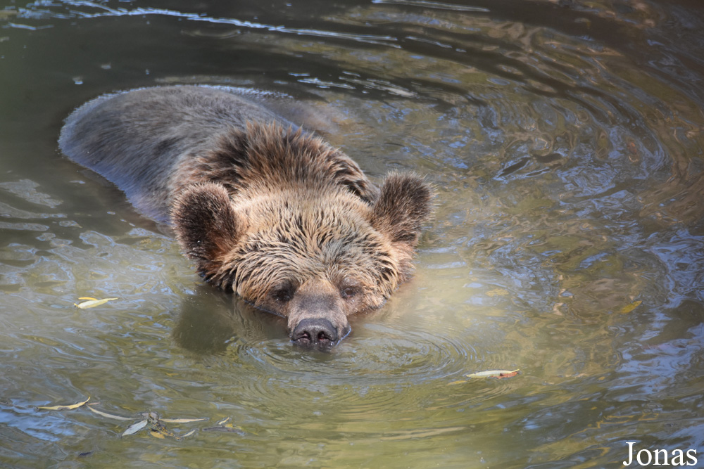 Ursus arctos arctos