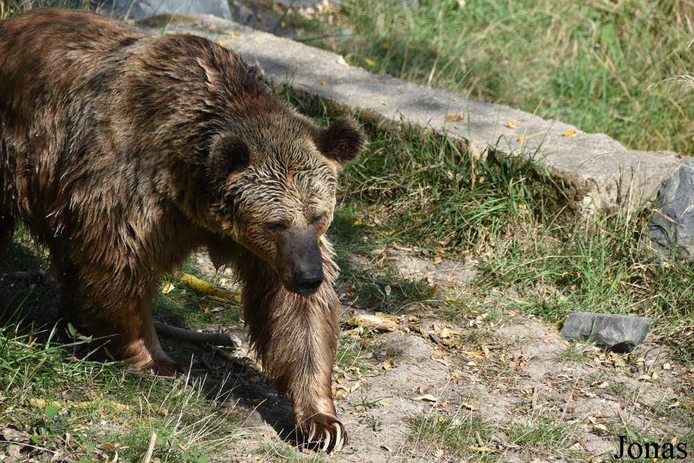 Ursus arctos arctos