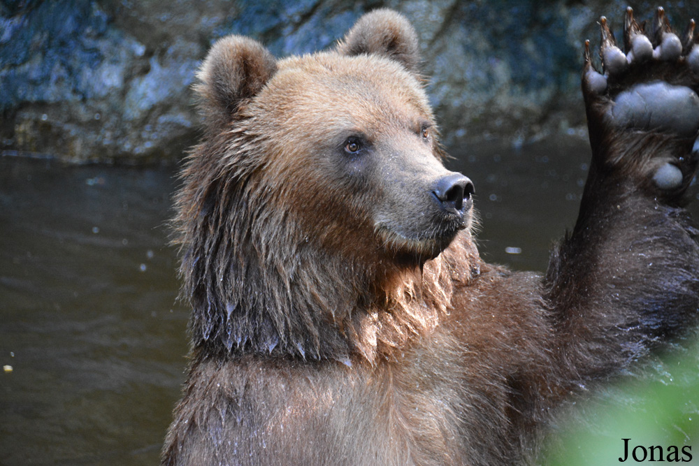 Ursus arctos beringianus