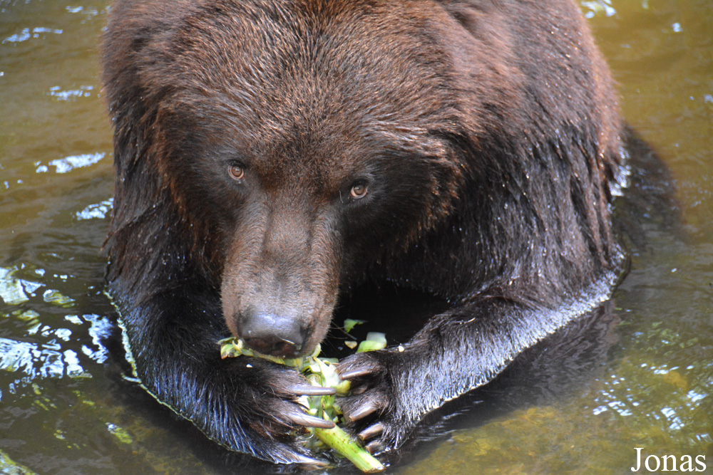 Ursus arctos beringianus