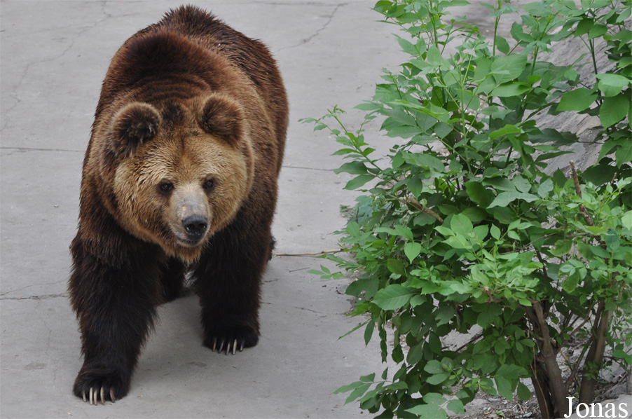 Ursus arctos lasiotus
