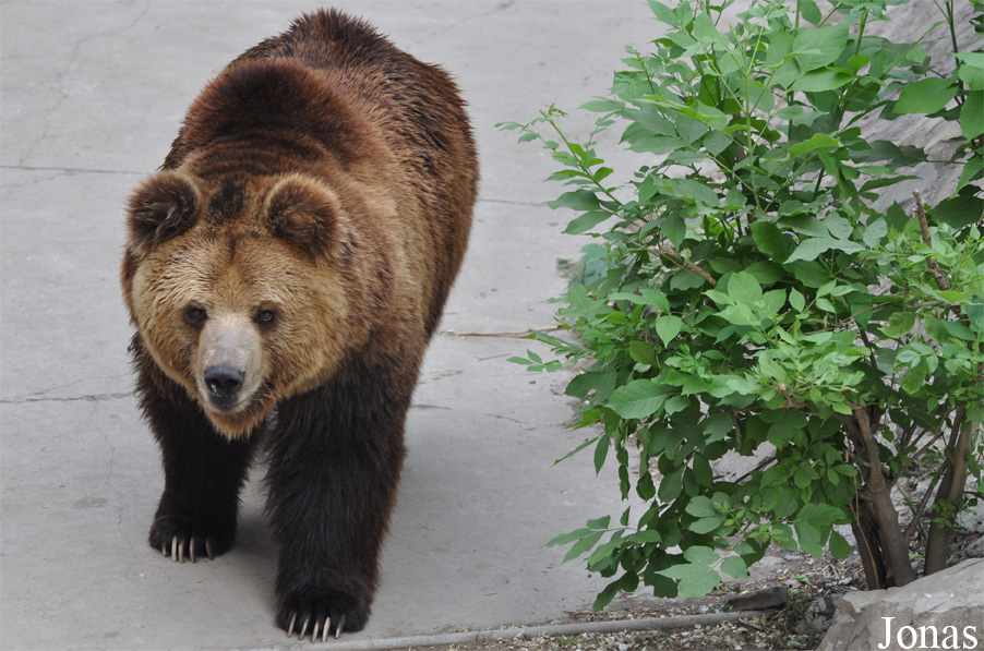 Ursus arctos lasiotus