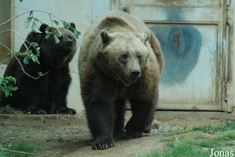 Ursus arctos marsicanus