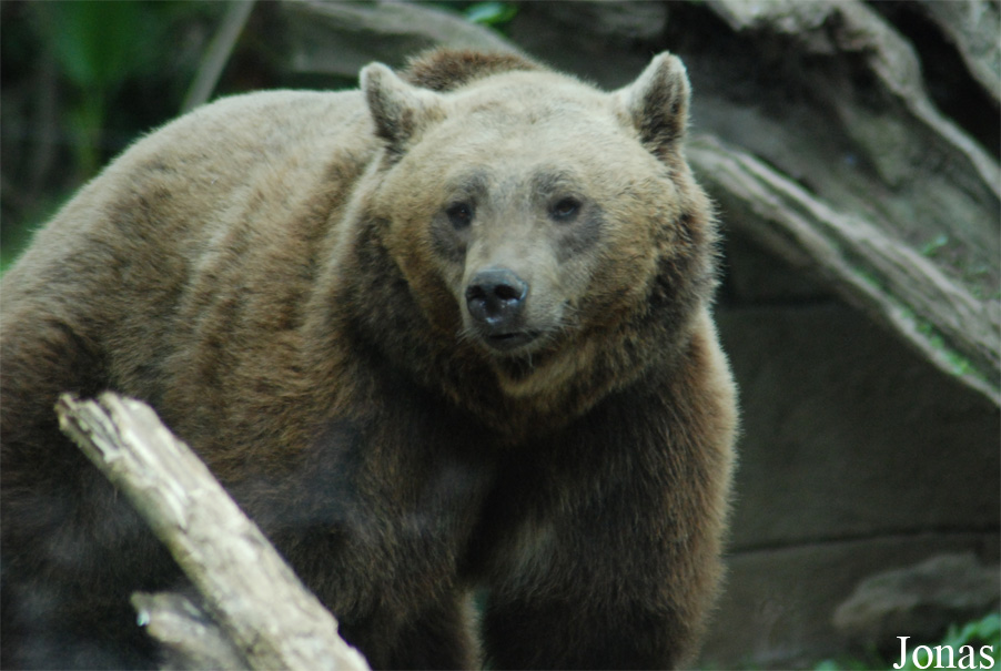 Ursus arctos marsicanus