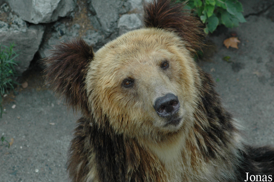Ursus arctos pruinosus
