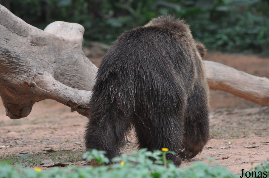 Ursus arctos pruinosus