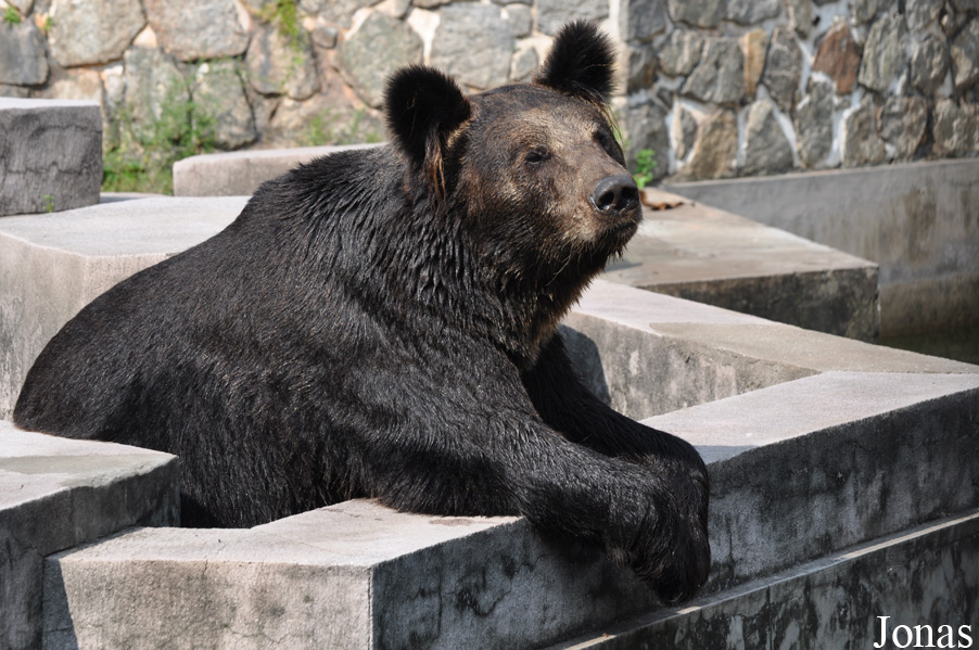 Ursus arctos pruinosus