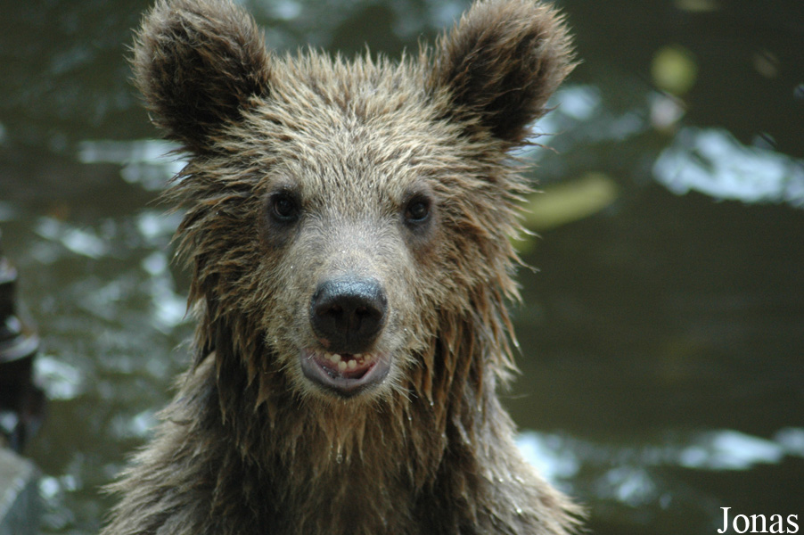 Ursus arctos pruinosus