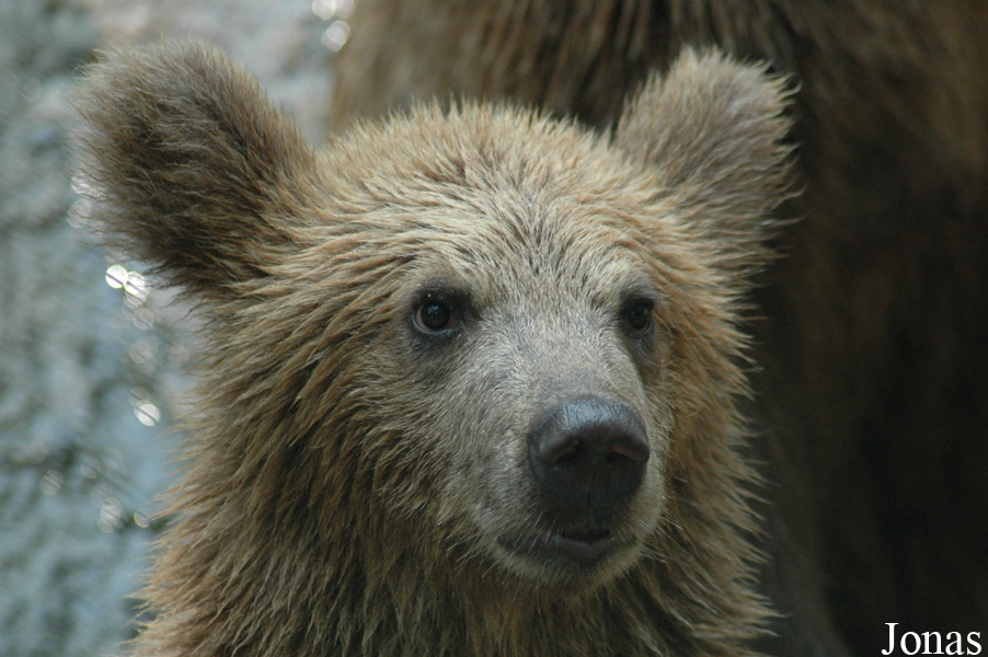 Ursus arctos pruinosus