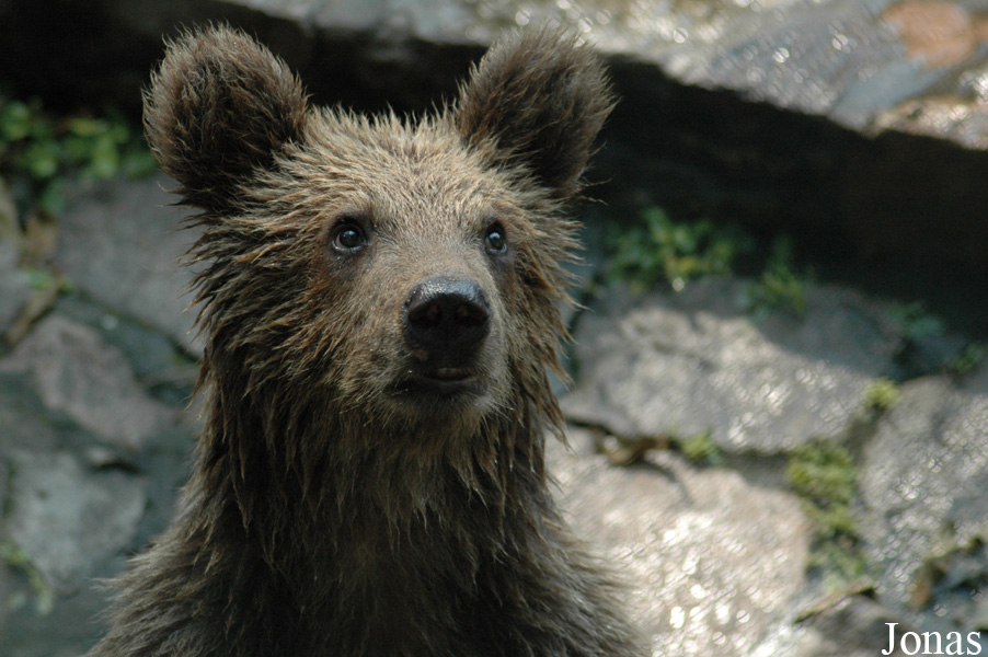 Ursus arctos pruinosus